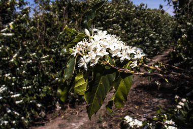 Kahve ağacı Brezilya 'da beyaz renkli çiçeklerle çiçek açar.