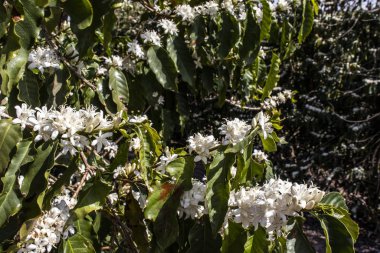 Kahve ağacı Brezilya 'da beyaz renkli çiçeklerle çiçek açar.