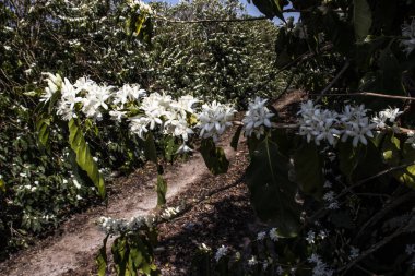 Kahve ağacı Brezilya 'da beyaz renkli çiçeklerle çiçek açar.