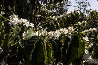 Kahve ağacı Brezilya 'da beyaz renkli çiçeklerle çiçek açar.