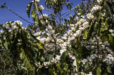 Kahve ağacı Brezilya 'da beyaz renkli çiçeklerle çiçek açar.