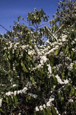 Kahve ağacı Brezilya 'da beyaz renkli çiçeklerle çiçek açar.