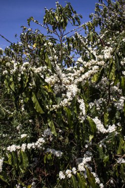 Kahve ağacı Brezilya 'da beyaz renkli çiçeklerle çiçek açar.