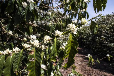 Brezilya 'nın Sao Paulo eyaletinde, Vera Cruz' da seçici odaklı beyaz renkli çiçeklerle birlikte kahve ağacı çiçek açar.