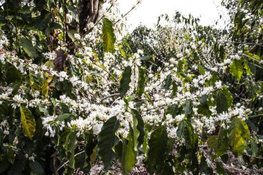 Brezilya 'nın Sao Paulo eyaletinde, Vera Cruz' da seçici odaklı beyaz renkli çiçeklerle birlikte kahve ağacı çiçek açar.