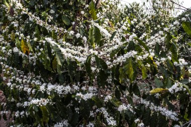 Brezilya 'nın Sao Paulo eyaletinde, Vera Cruz' da seçici odaklı beyaz renkli çiçeklerle birlikte kahve ağacı çiçek açar.
