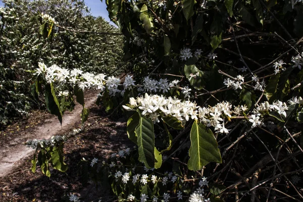 Kaffeebaumblüte Mit Weißen Blüten Brasilien — Stockfoto