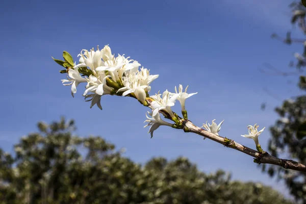 Kaffeebaumblüte Mit Weißen Blüten Brasilien — Stockfoto
