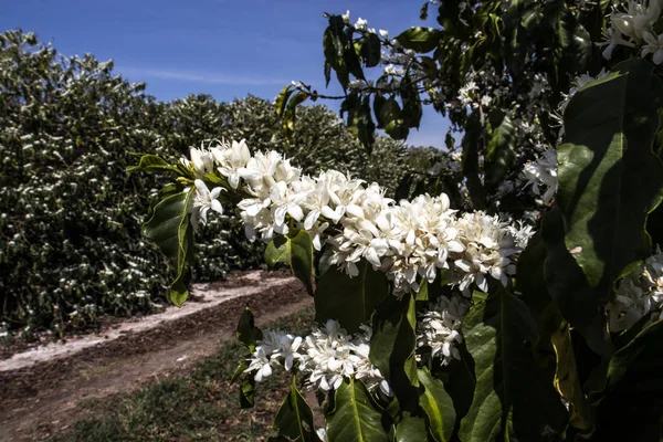 Koffie Boom Bloesem Met Witte Bloemen Brazilië — Stockfoto