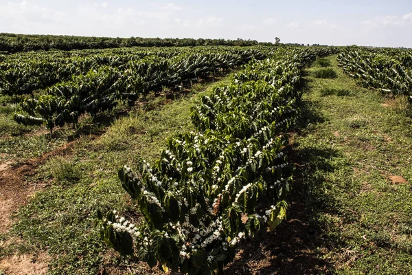 Цветение Кофейных Деревьев Белыми Цветами Бразилии — стоковое фото