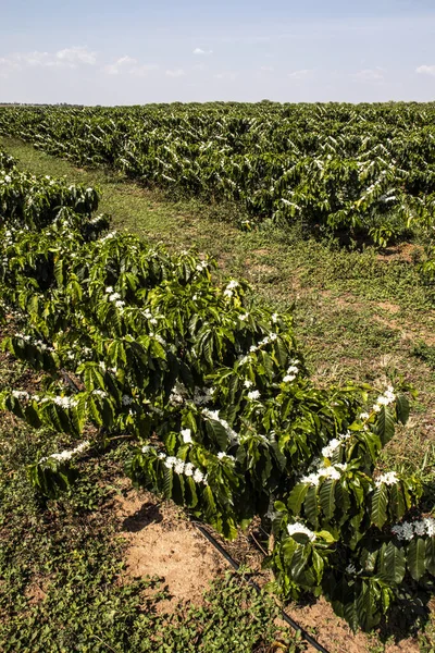 巴西的咖啡树开满了白花 — 图库照片