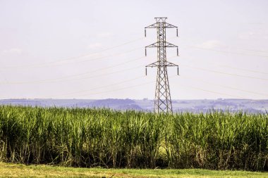 Brezilya 'da enerji kulesi olan şeker kamışı tarlası