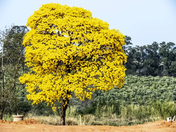 Жовте Дерево Кавовим Полем Бразилії — стокове фото