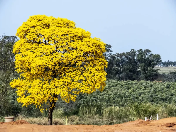 Gele Ipe Boom Met Koffie Veld Achtergrond Brazilië — Stockfoto