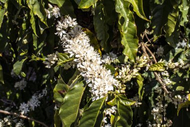 Kahve ağacı Brezilya 'da beyaz renkli çiçeklerle çiçek açar.