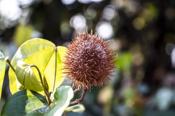 Achiote Bixa Orellana Large Shrub Small Tree Produces Spiny Red — Stock Photo, Image