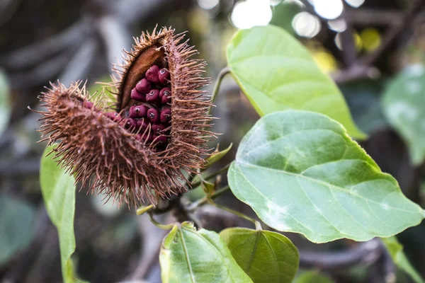 Achiote Bixa Orellana Large Shrub Small Tree Produces Spiny Red — Stock Photo, Image