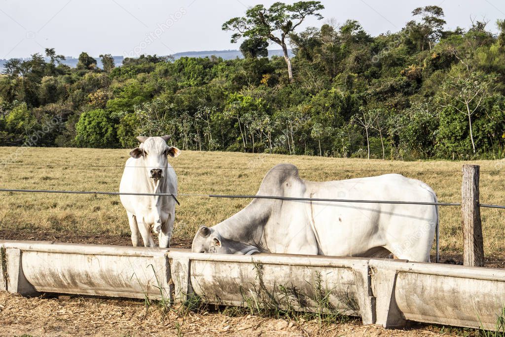 Nelore cattle eating on eater with dry pasture backgroung in Brazil