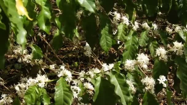 Koffie Boom Bloesem Met Witte Kleur Bloemen Met Selectieve Focus — Stockvideo