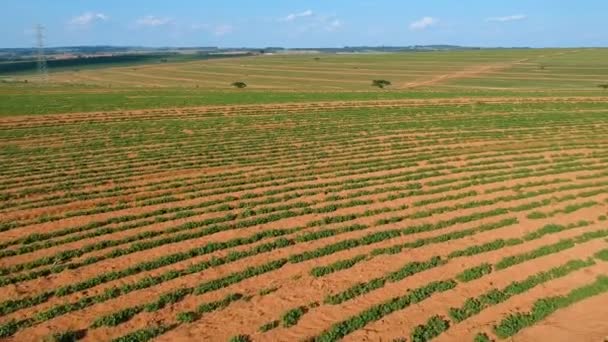 Aerial View Little Peanut Plant Field Brazil — 비디오