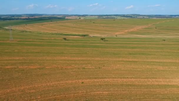 Luftaufnahme Einer Kleinen Erdnusspflanze Auf Einem Feld Brasilien — Stockvideo