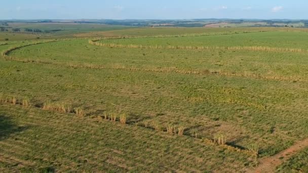 Campo Canna Zucchero Verde Nello Stato San Paolo Brasile — Video Stock