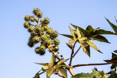 Brezilya 'da hintyağı bitkisi yetiştiriliyor.