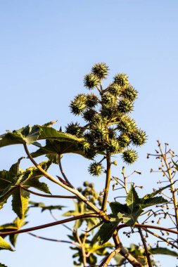 Brezilya 'da hintyağı bitkisi yetiştiriliyor.