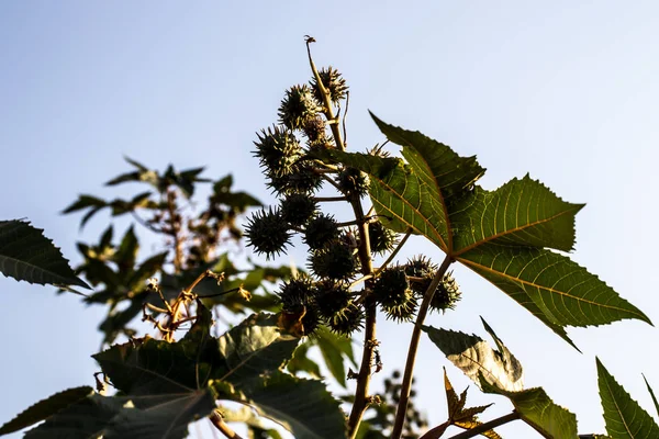 Zwenkbonen Plant Het Veld Brazilië — Stockfoto