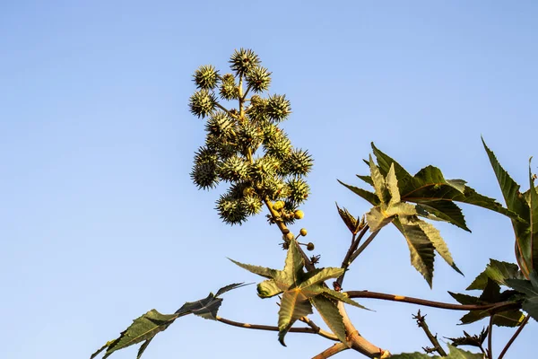 Planta Mamona Campo Brasil — Fotografia de Stock