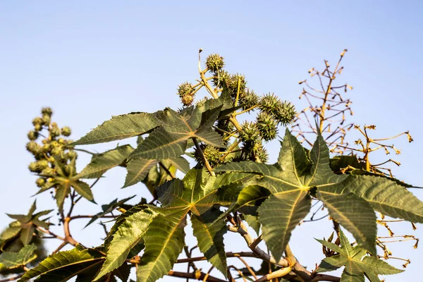 Castor Beans Plant Field Brazil — Stock Photo, Image