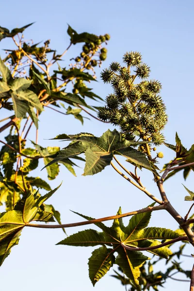 Zwenkbonen Plant Het Veld Brazilië — Stockfoto