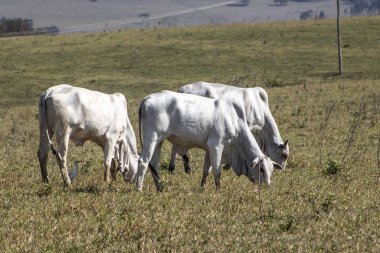 Nelore sığırları Brezilya 'da bir otlakta