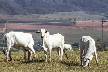 Nelore sığırları Brezilya 'da bir otlakta