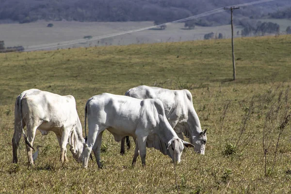 Nelore Cattle Pasture Located Brazil — 스톡 사진