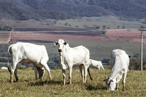 Nelore Cattle Pasture Located Brazil — 스톡 사진