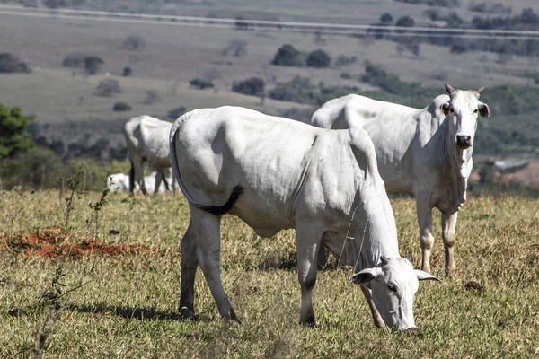 Nelore Cattle Pasture Located Brazil — Stock Photo, Image