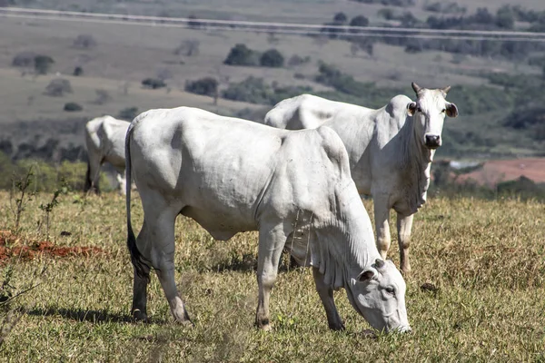 Nelore Cattle Pasture Located Brazil — Stock Photo, Image