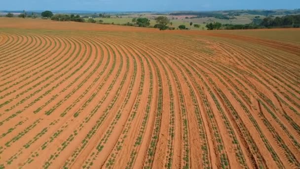 Aerial View Little Peanut Plant Field Brazil — Stock Video