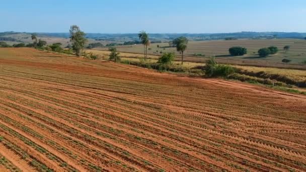 Luchtfoto Van Kleine Pindaplant Het Veld Brazilië — Stockvideo