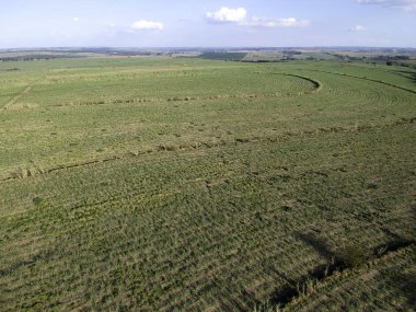 Brezilya, Sao Paulo eyaletinde yeşil şeker kamışı tarlası