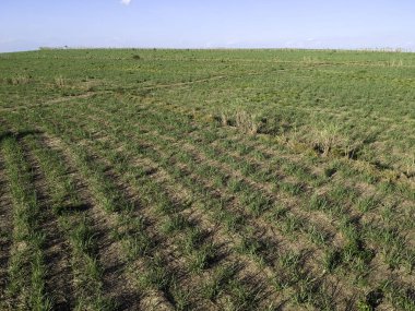 Brezilya, Sao Paulo eyaletinde yeşil şeker kamışı tarlası