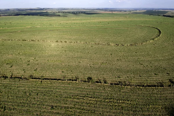 Groene Suikerrietveld Sao Paulo Brazilië — Stockfoto