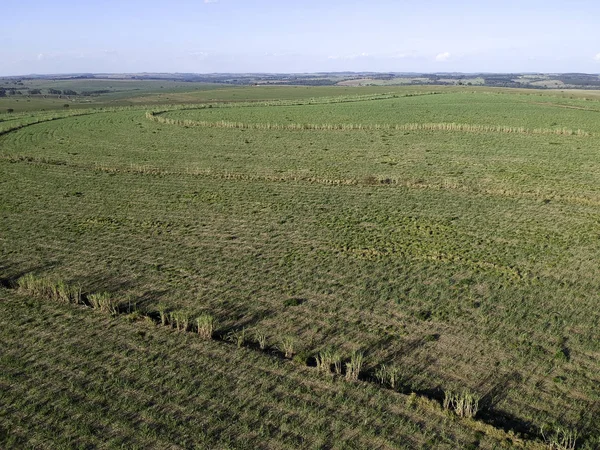 ブラジルサンパウロ州のグリーンサトウキビ畑 — ストック写真