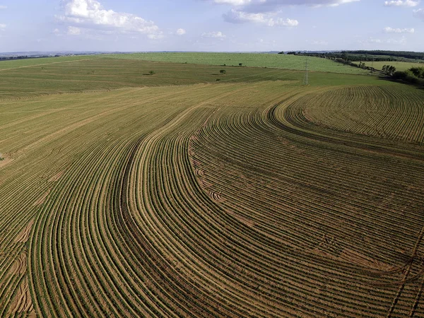 Aerial View Drone Little Peanut Plant Field High Voltage Tower — ストック写真