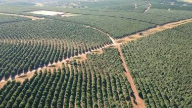 Brezilya 'daki yeşil kahve tarlasının havadan görünüşü