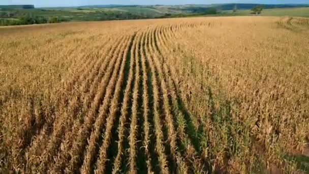 Vue Aérienne Drone Une Plantation Maïs Brésil — Video