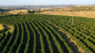 Brezilya 'daki yeşil kahve tarlasının havadan görünüşü