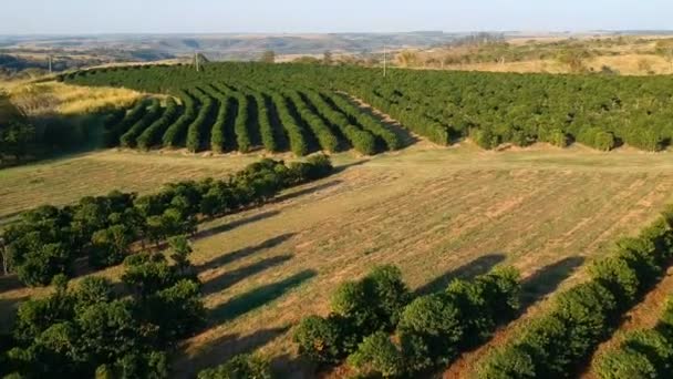 Luchtfoto Van Groene Koffieveld Brazilië — Stockvideo