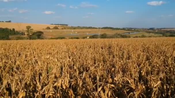 Vue aérienne d'un drone d'une plantation de maïs au Brésil